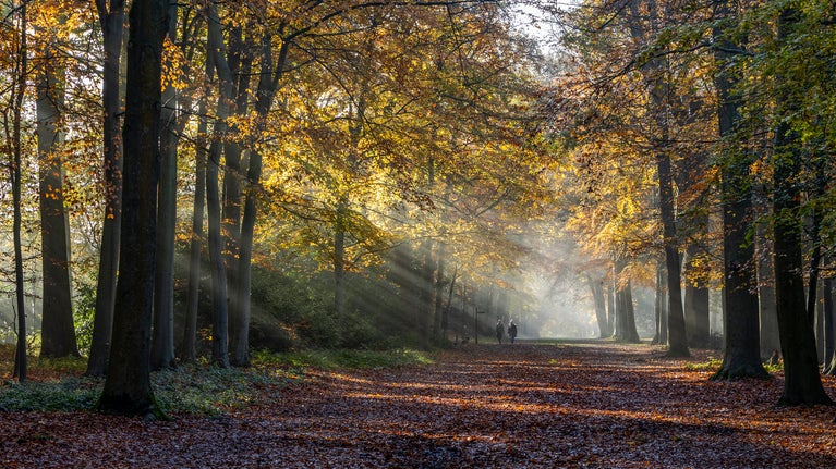 Woodlands Path in Autumn